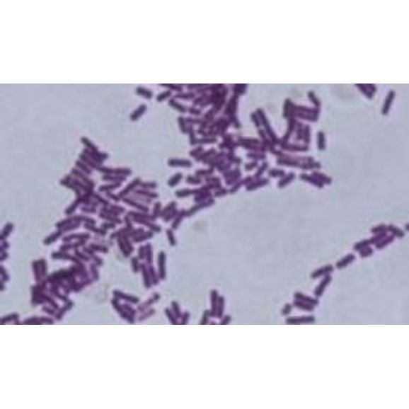 Philip Harris Bacterial Culture - Bacillus Subtilis